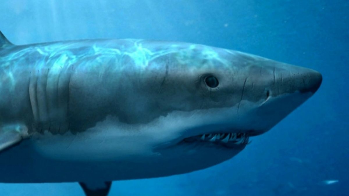 Una pareja halla un diente de megalodón que tiene 5 millones de años