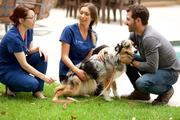 Vetted compra VetPronto en una consolidación aún más bajo demanda