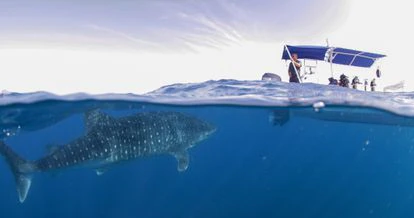 Viaje al fondo de los océanos de Colombia: tiburones fantasma, rayas desconocidas, corales negros y especies en peligro