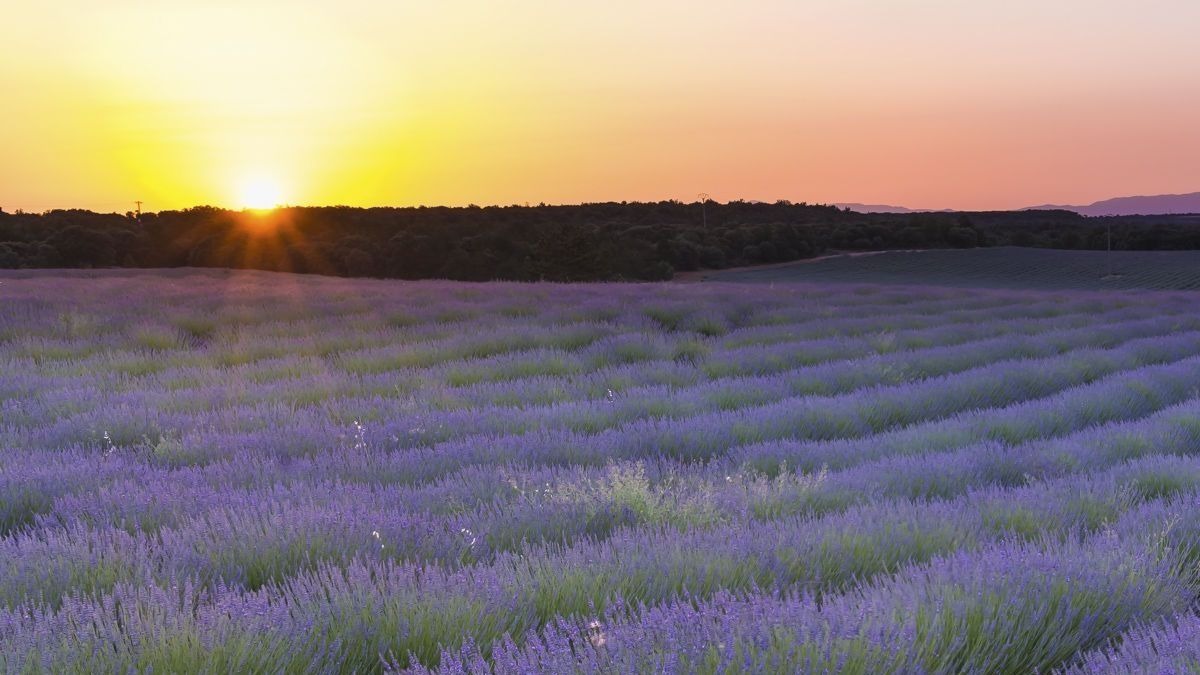 Visitar los campos de lavanda de Guadalajara, el mejor plan para las vacaciones