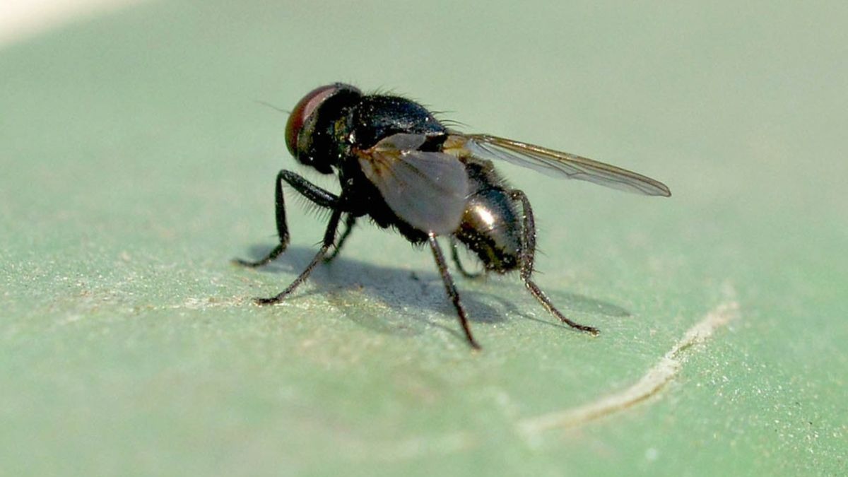 ¡Alerta por la mosca negra este verano! Su mordedura es muy dolorosa