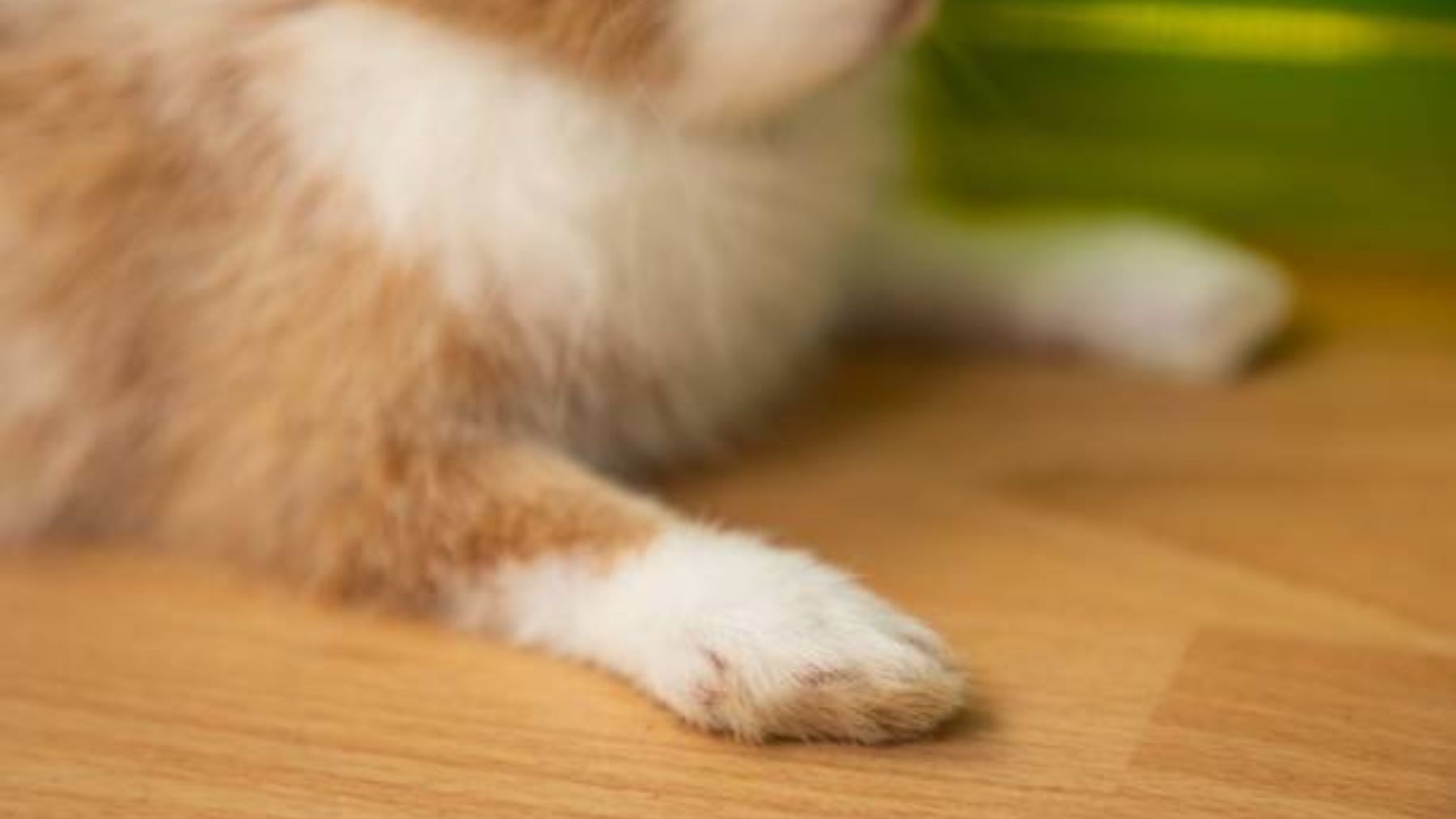 ¿Por qué se tiene la creencia de que da buena suerte?