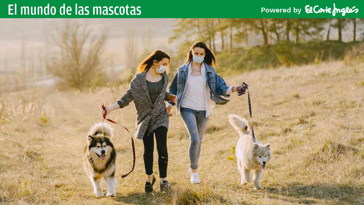 ¿Vuelves a salir de casa tras el coronavirus? Ayuda a tu mascota a superarlo
