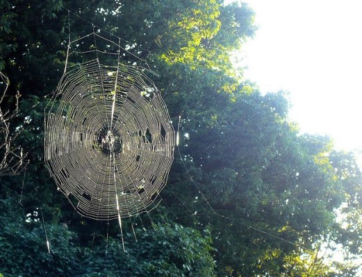 ¿Podría la seda 'gusano araña' ser el próximo supermaterial?