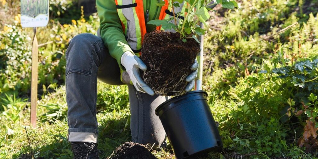 ¿Sabías que Alexa puede plantar árboles por ti? Aquí está cómo hacerlo