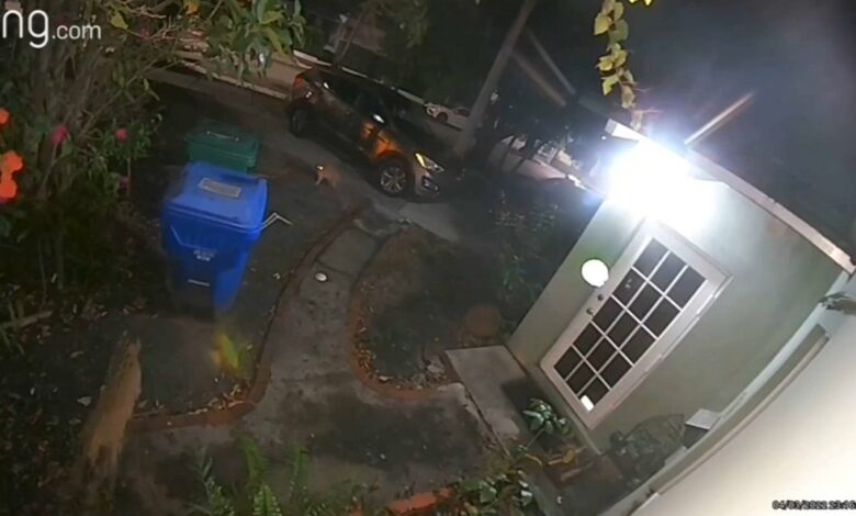 Un enorme gato captado en cámara generó alarma en un vecindario de Miami