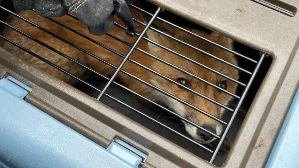 Sacrifican a “zorro del Capitolio” que dio positivo a la rabia