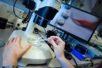 Microscopio en el Centro Max Delbrück, en Berlín.