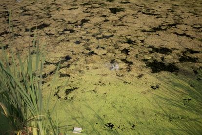 Humedal rescatado en la zona de Xochimilco ha permitido que regrese la vida salvaje a la zona que fue afectada por la construcción de un puente de seis carriles.