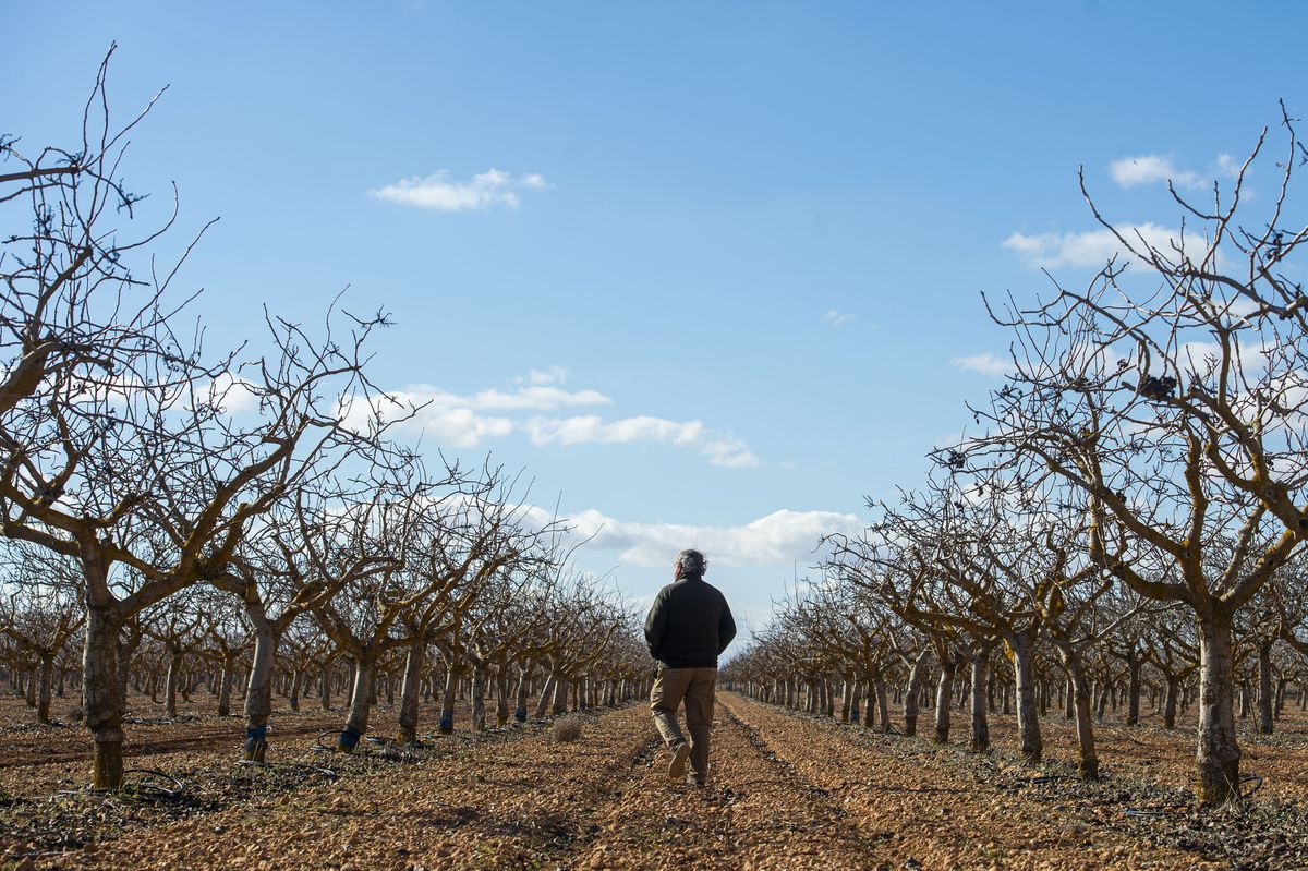 El bum del pistacho inunda los campos manchegos