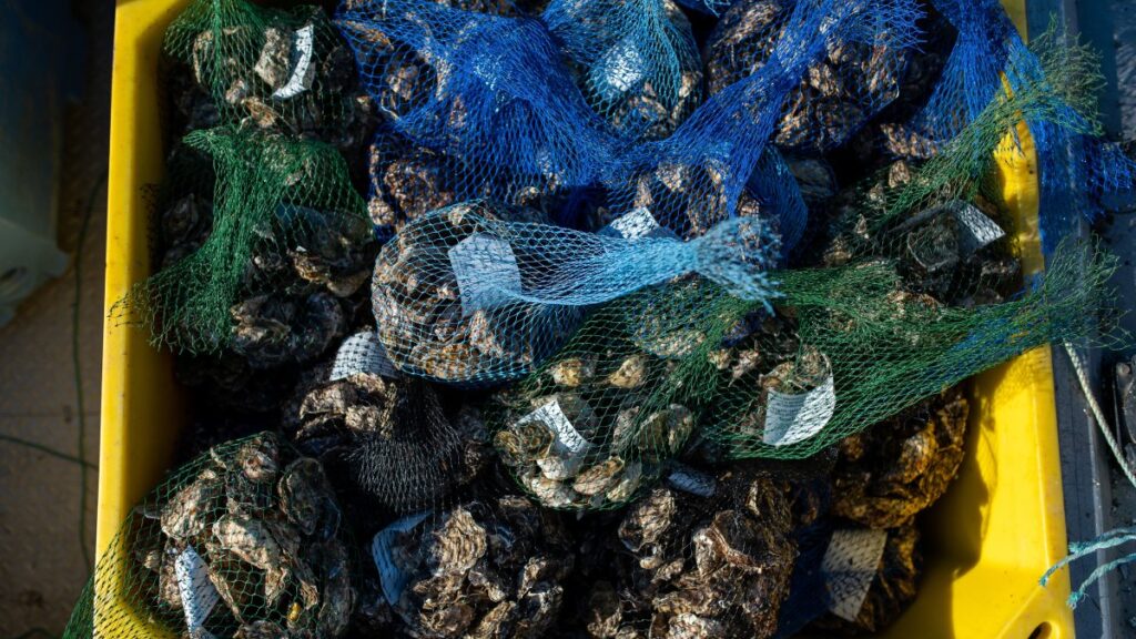 Advierten a los  californianos sobre el riesgo de comer ostras de British Columbia