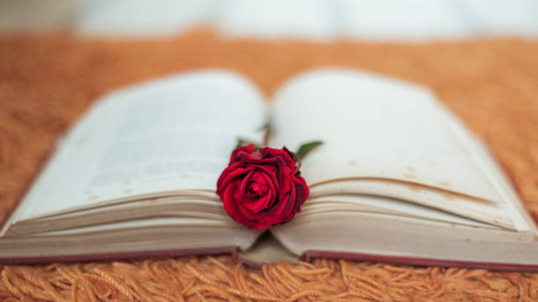 Libros para regalar y no fallar el día de Sant Jordi 2022