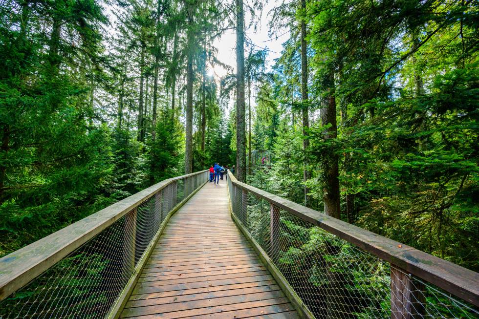 Pasarelas para recorrer los bosques de la Selva Negra.