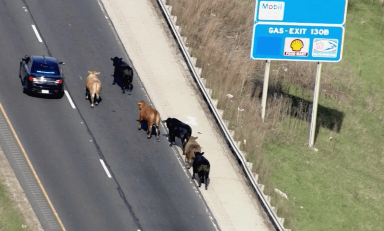 Choque de camiones de carga cierra autopista I-80 y deja ganado suelto sobre la vía cerca de Joliet