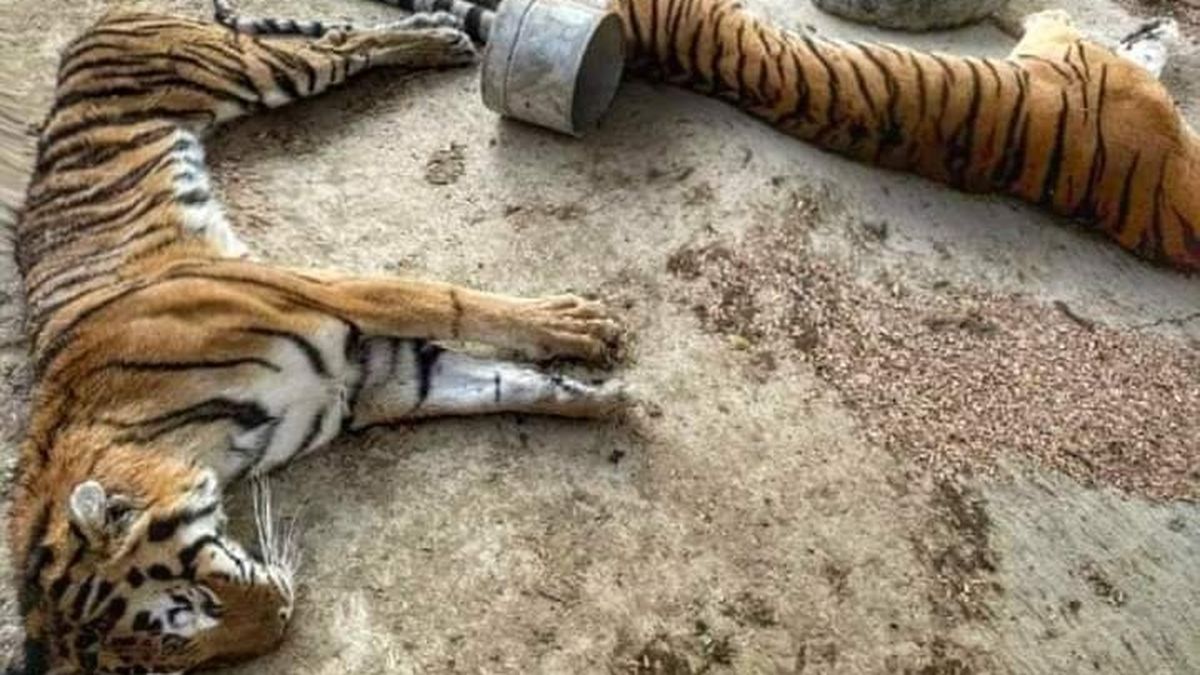 El misterio de los tres tigres perdidos del narco