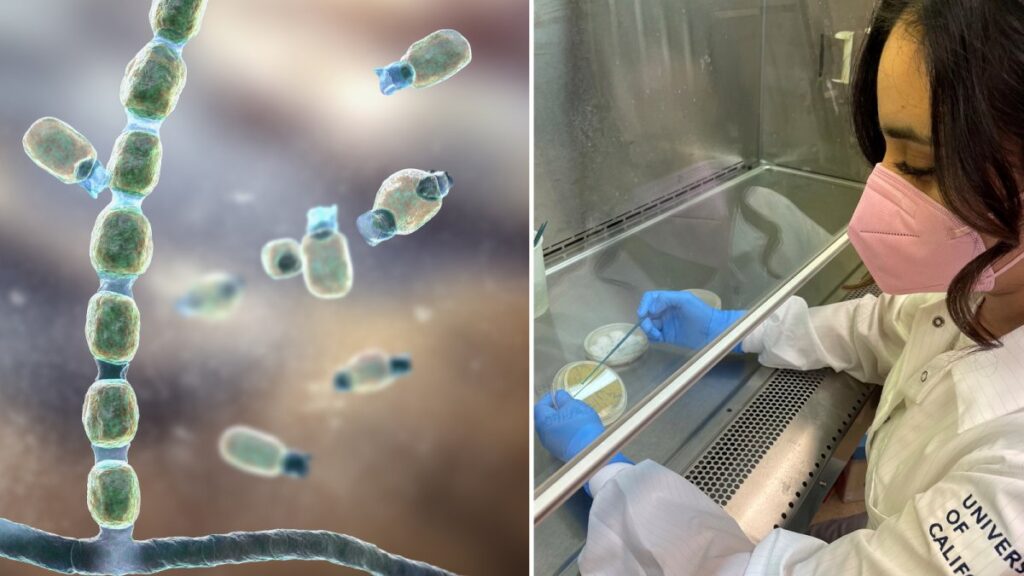 Fiebre del Valle: hispanas buscan tratamiento para infección que puedes contraer sólo con respirar