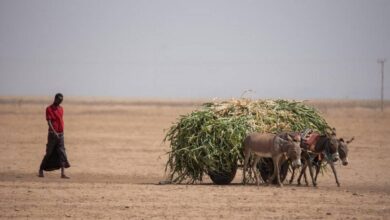 20 millones de personas podrían pasar hambre en el Cuerno de África: PMA