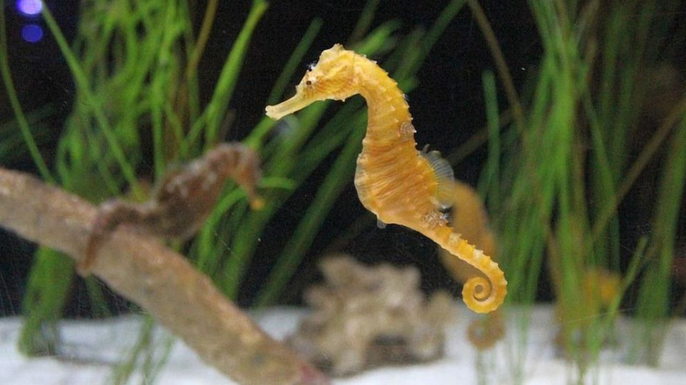 5 curiosidades del caballito de mar que te sorprenderán