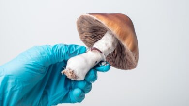 6 preguntas que los inversores deben hacer al evaluar empresas de biotecnología psicodélicas