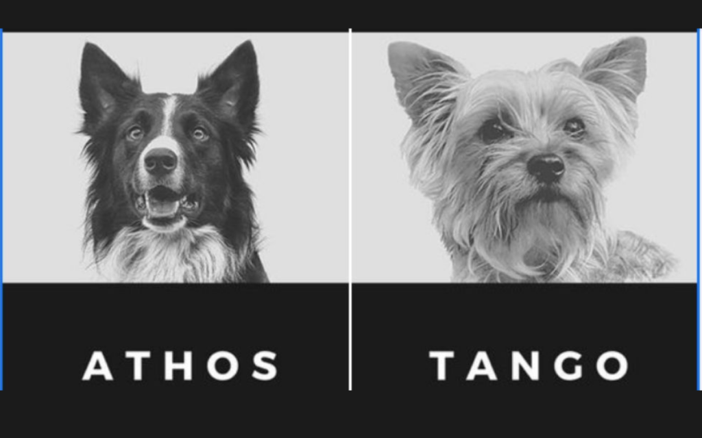 A punto de ocurrir el primer juicio de maltrato animal en Querétaro