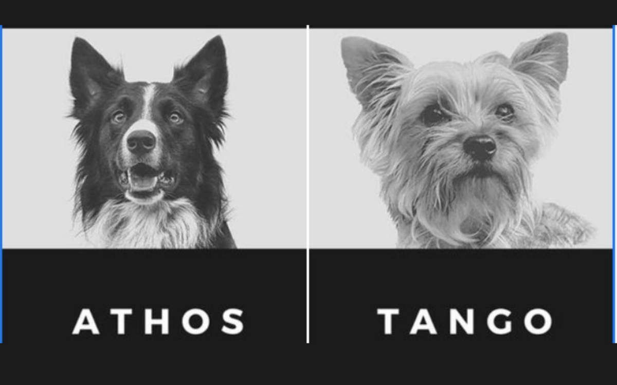 A punto de ocurrir el primer juicio de maltrato animal en Querétaro