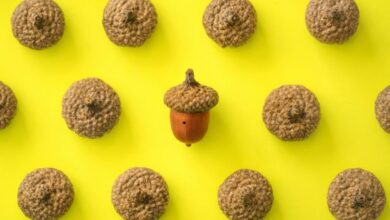 Acorns obtiene $ 300 millones de la Serie F después de desechar SPAC, que ahora vale casi $ 2 mil millones