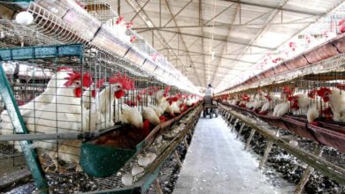 Agricultura detecta brote de influenza aviar AH7N3 en Coahuila; sacrifica 70 mil aves