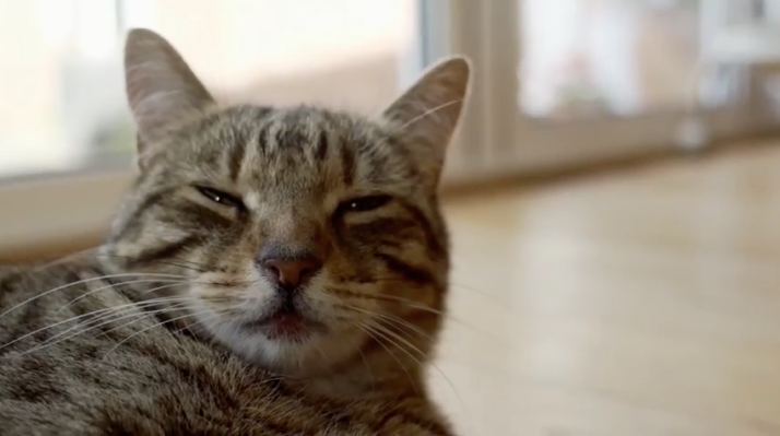 Ahora también puedes cuantificar las idas y venidas de tu gato