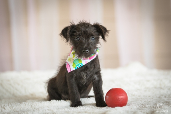 Airvet, una plataforma veterinaria de telesalud, acaba de llegar a una ronda Serie A de $ 14 millones