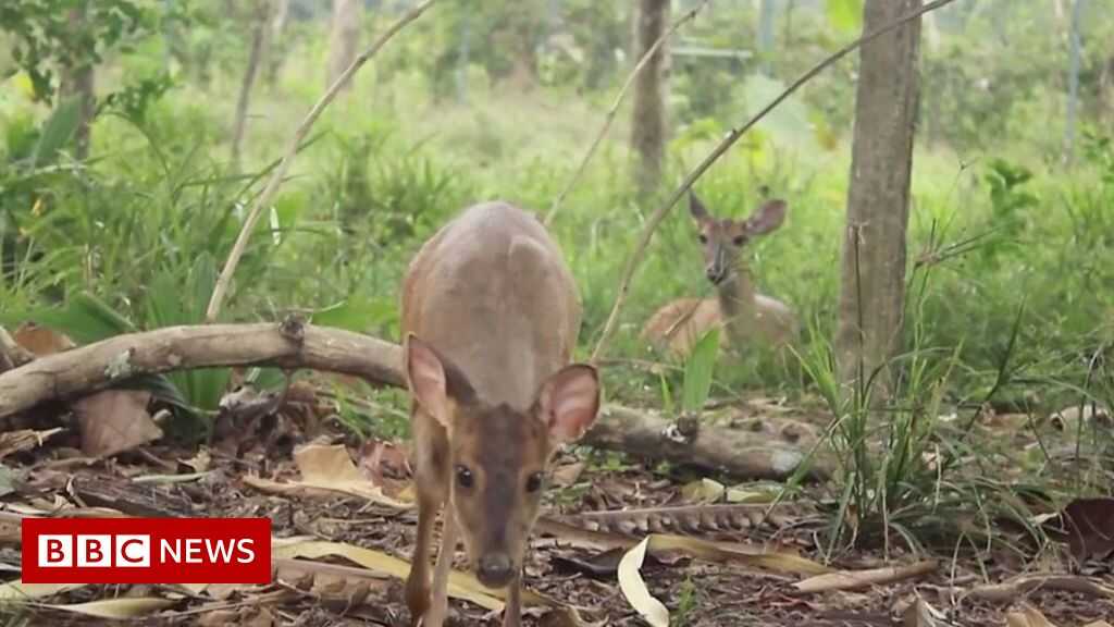 América del Sur: más de 100 animales liberados en la naturaleza colombiana