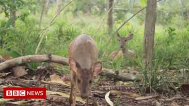 América del Sur: más de 100 animales liberados en la naturaleza colombiana
