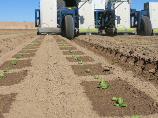 Blue River Technology obtiene otros $ 10 millones para sus robots de optimización agrícola