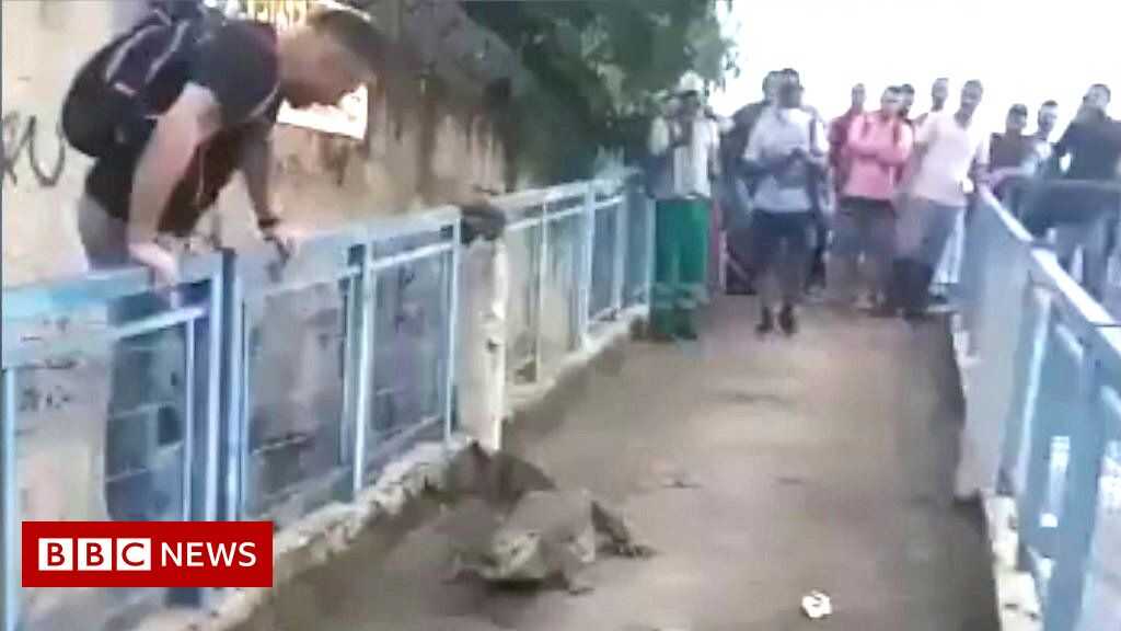 Brasil: Los animales salvajes toman las calles de Río de Janeiro