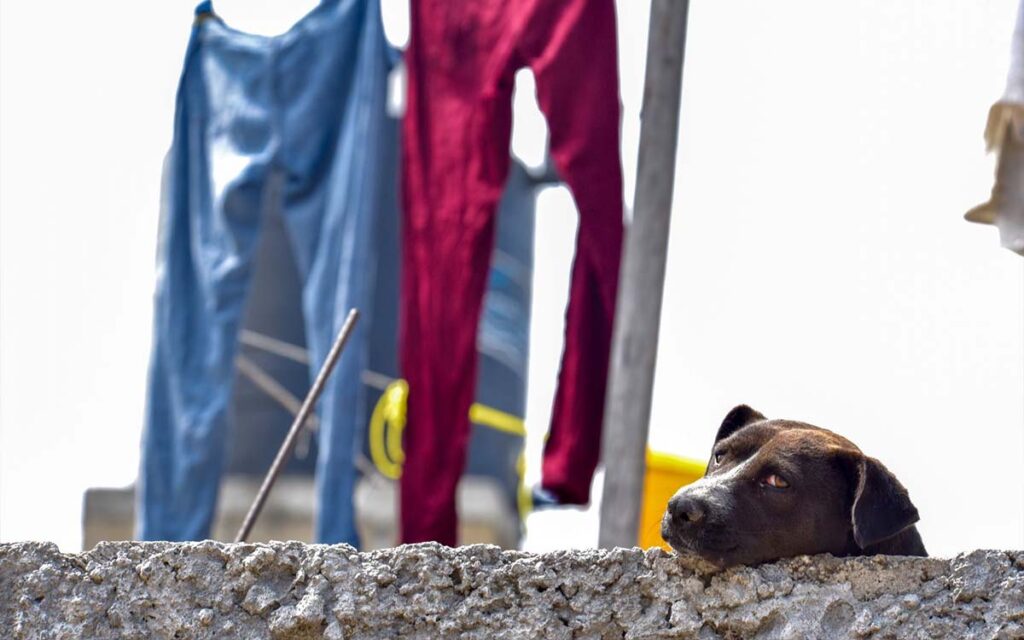 Buscan en Congreso de CDMX aumentar adopción de animales para reducir maltrato y abandono