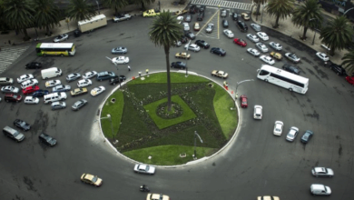 CDMX: la palmera plantada hace 100 años en la Glorieta de la Palma podría ser retirada