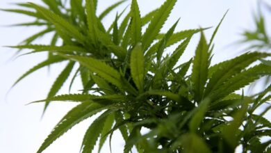 Cámara Baja de EU aprueba una iniciativa para despenalizar la marihuana a nivel federal