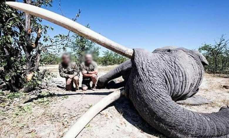 Cazador mata al elefante más grande de Botsuana
