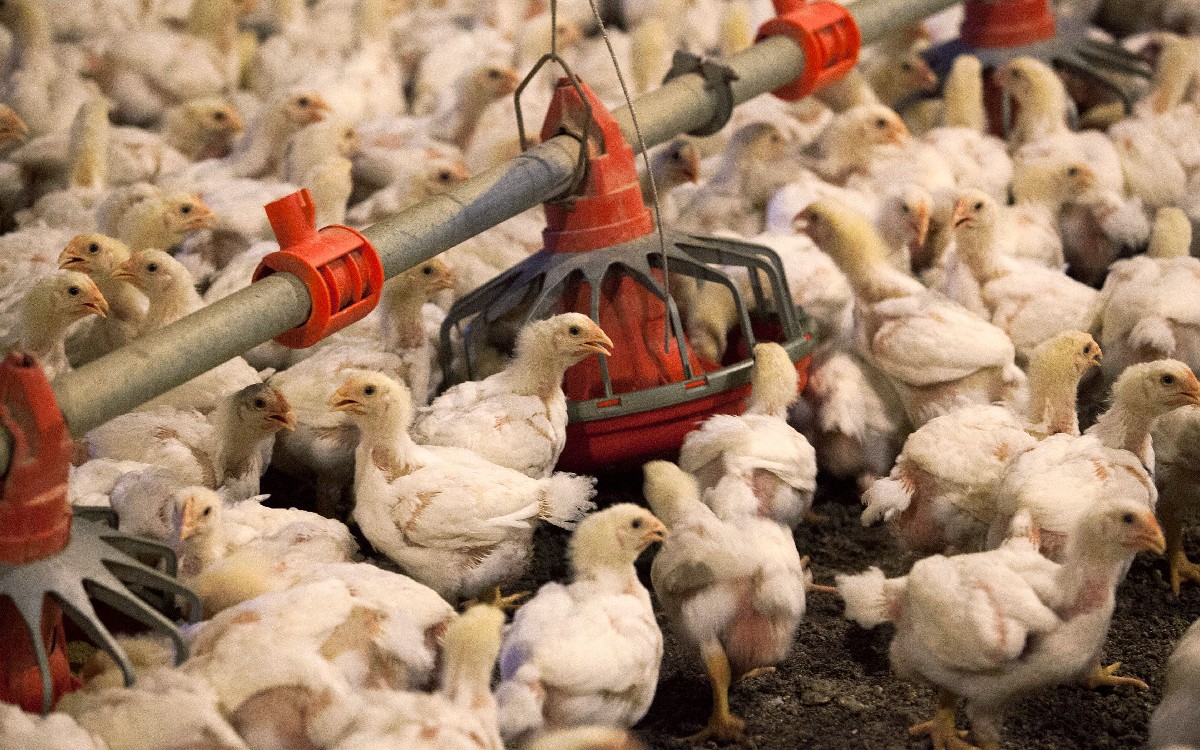 China reporta primer caso humano de gripe aviar H3N8