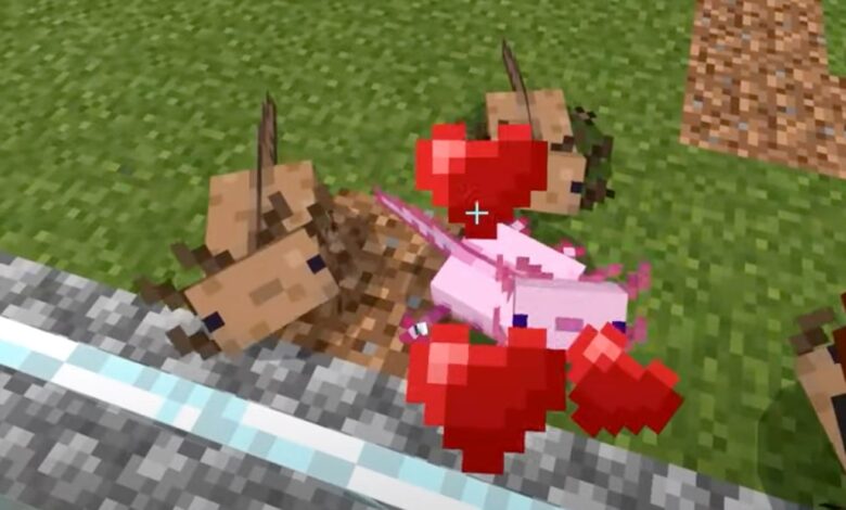 Cómo criar ajolotes en Minecraft