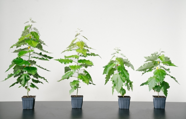 Cómo hacer que los árboles sean mejores