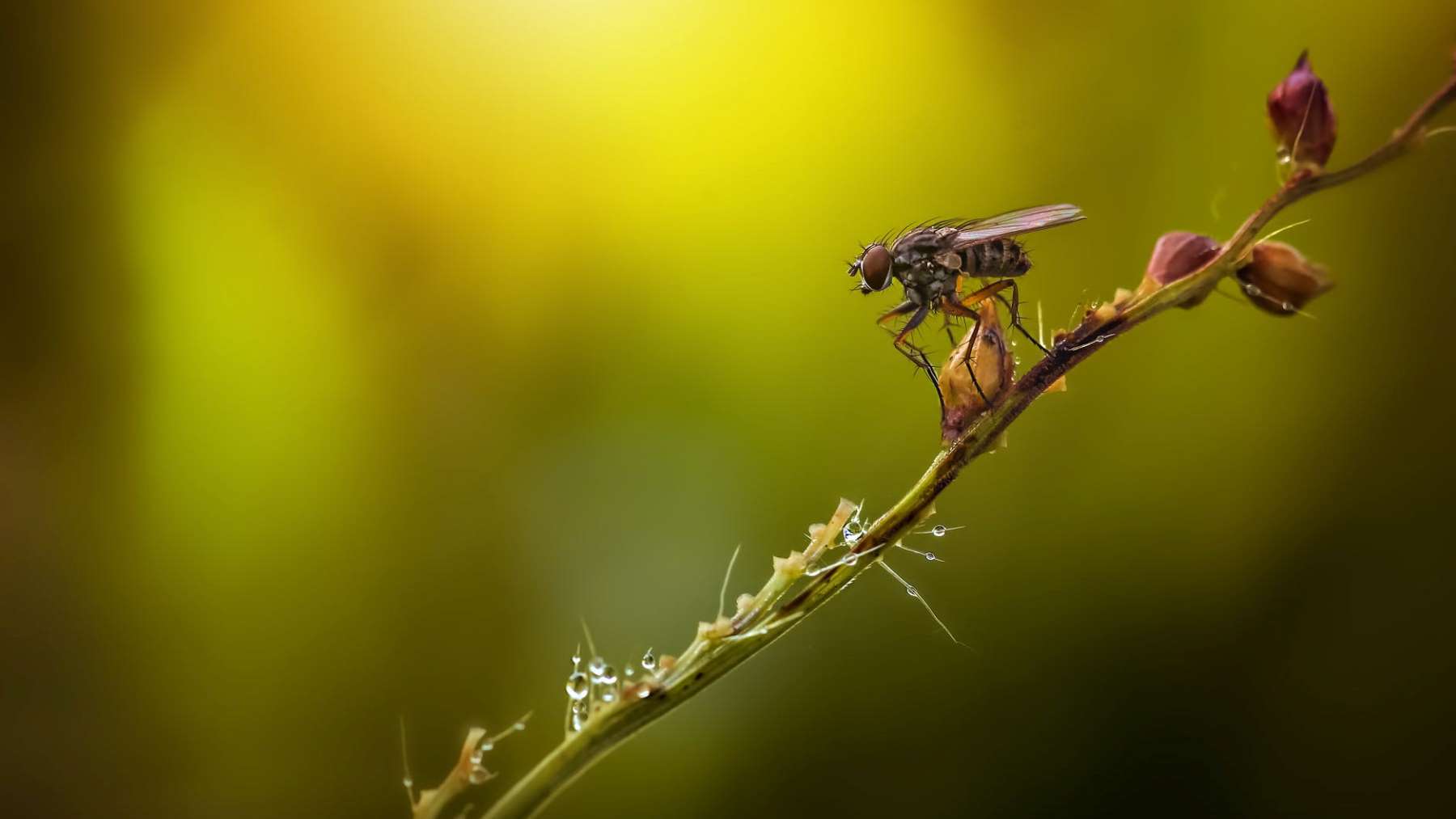 El remedio definitivo para decir adiós a las moscas en casa