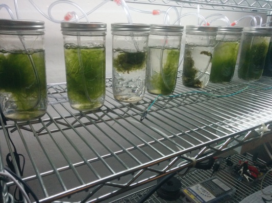 Esta batería de algas podría alimentar un Tesla con 200 veces la carga