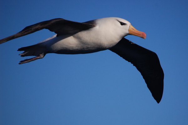 Esta red social de suscripción está feliz de ser un Albatros en plena pandemia