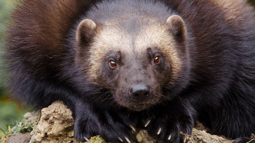 Este es el animal más agresivo del mundo