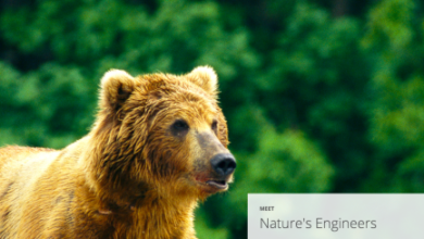Google alienta a volverse ecológico para el Día de la Tierra con el micrositio "Ingenieros de la naturaleza"