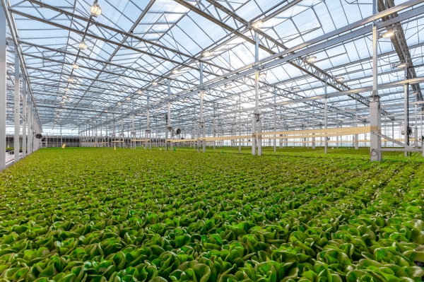 Gotham Greens abre una granja/instalación de investigación de 10 acres en California