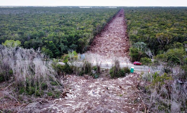 Greenpeace presenta demanda por contra Tramo 5 del Tren Maya por falta de Manifestación de Impacto Ambiental