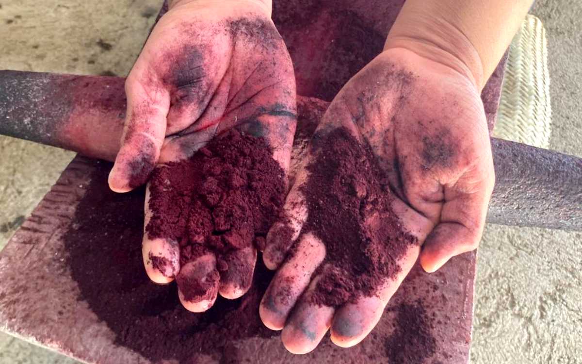 Guardianes del “oro rojo” de la grana cochinilla, en Teotitlán del Valle, Oaxaca