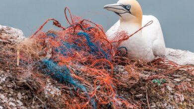 Impacta la humanidad tres cuartas partes de la Tierra y dos tercios de océanos