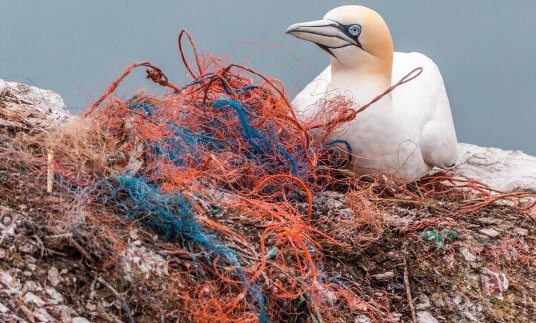 Impacta la humanidad tres cuartas partes de la Tierra y dos tercios de océanos